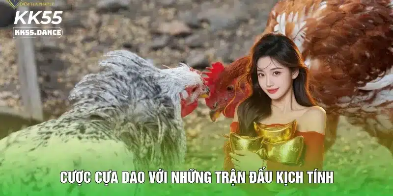 Cược cựa dao với những trận đấu kịch tính